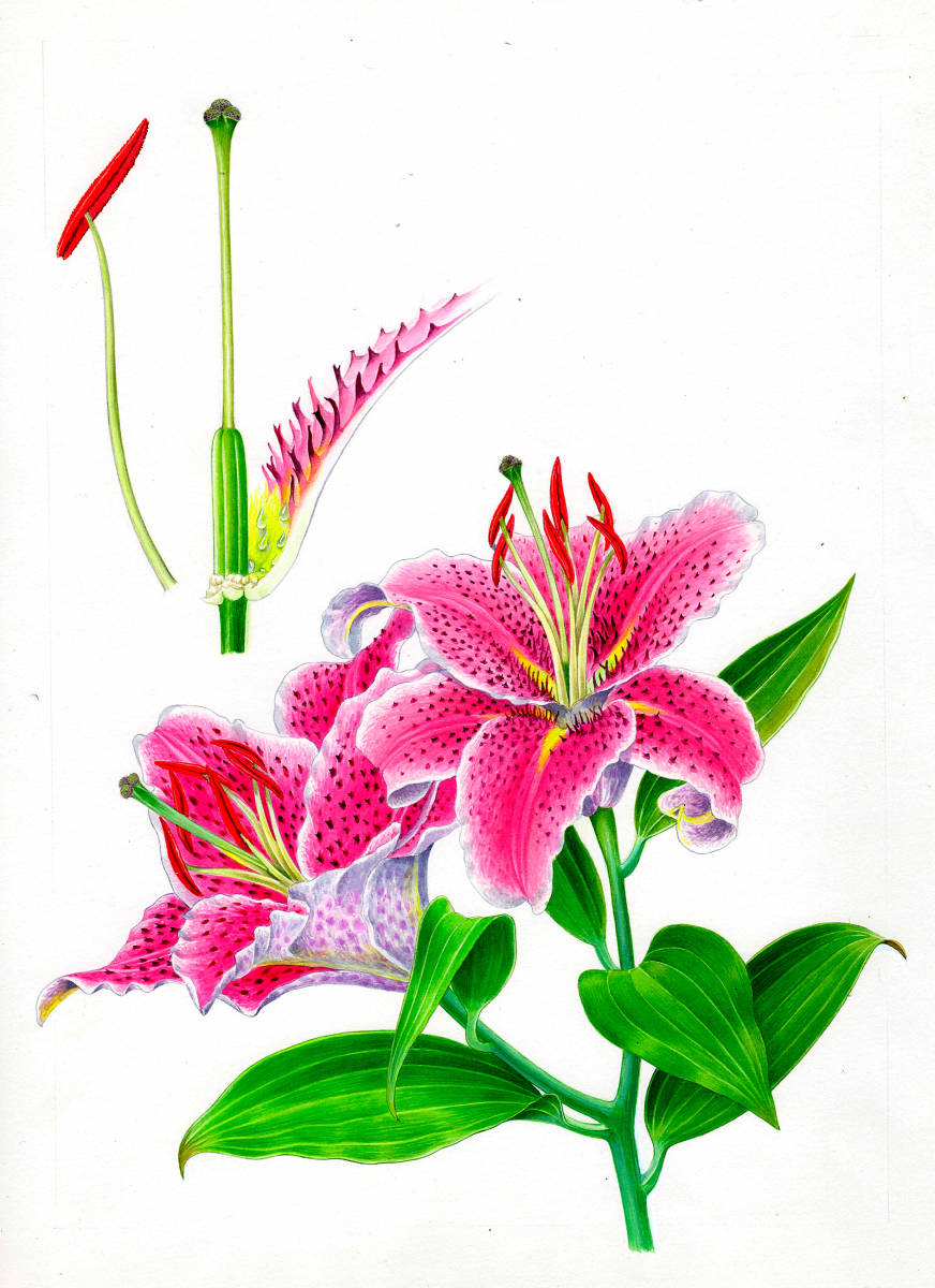 Aquarelle peinture miniature botanique Kanoko Yuri Stargazer Authentique, Ouvrages d'art, Peinture, autres