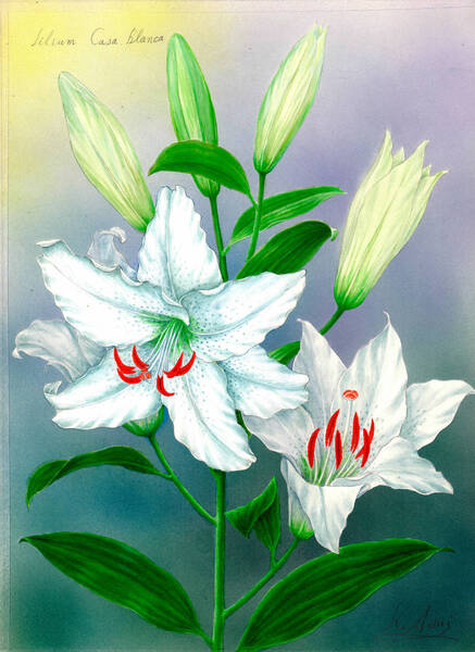 水彩画 植物細密画「カサブランカー高貴」 真作
