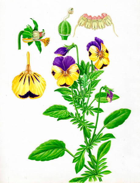 水彩画 植物細密画「パンジー」 真作
