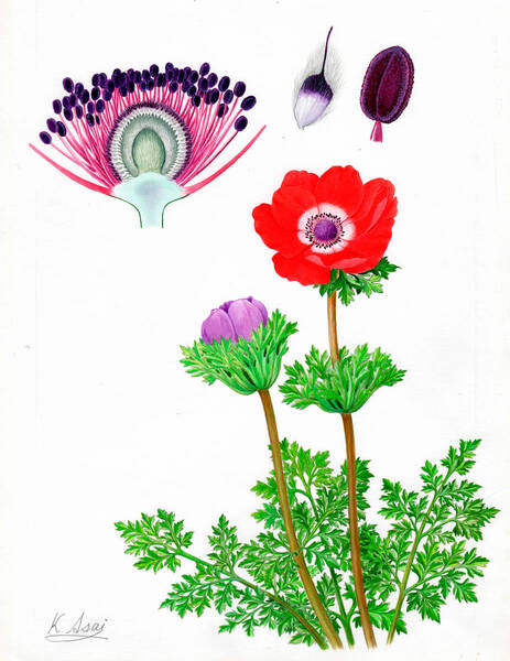 水彩画 植物細密画「春の使者ーアネモネ」 真作
