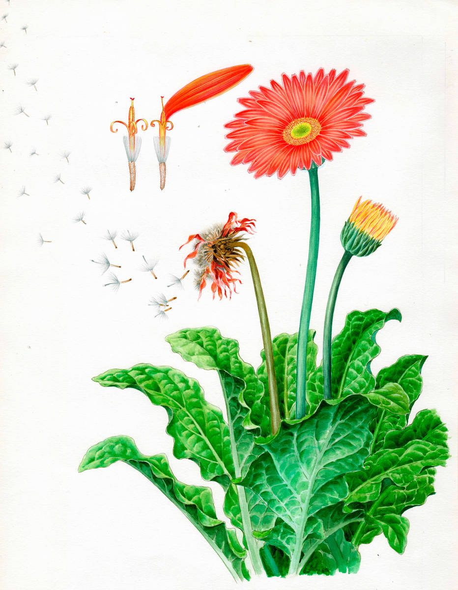 Peinture aquarelle Gerbera Peinture miniature botanique Art botanique, Peinture, aquarelle, Nature morte