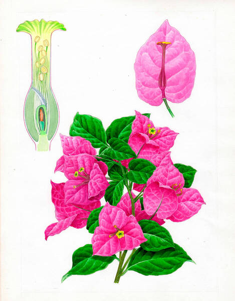 水彩画 植物細密画「ブーゲンビレア」 真作