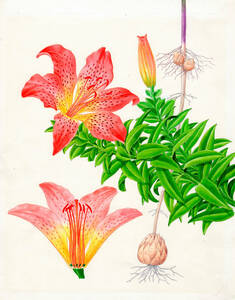 Art hand Auction 水彩画 植物細密画｢ハマユリ｣ 真作, 絵画, 水彩, 静物画