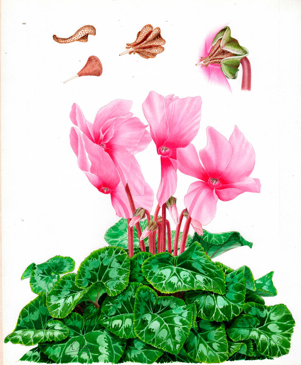 Aquarelle peinture miniature botanique Cyclamen Authentique, Ouvrages d'art, Peinture, autres