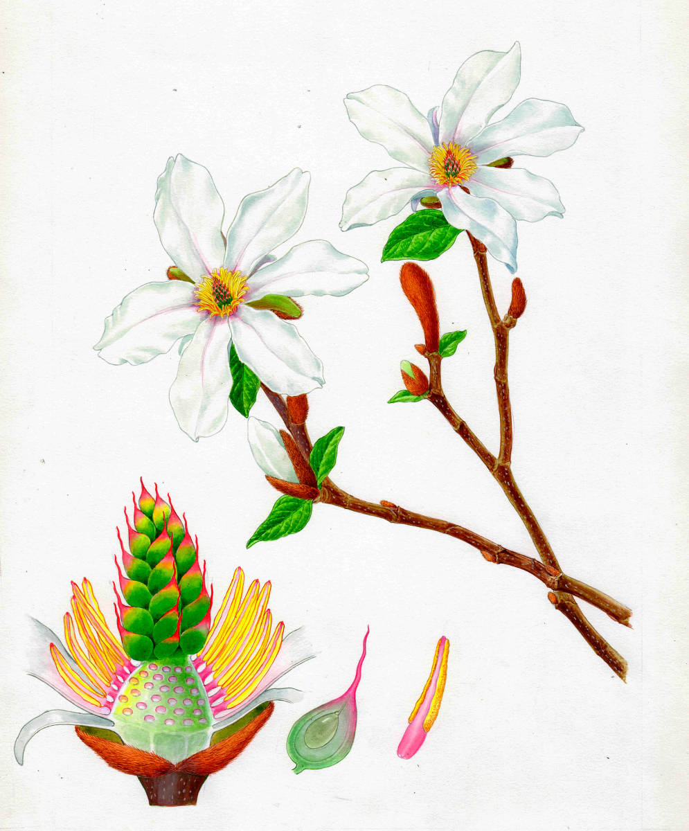 Aquarell botanische Miniaturmalerei Magnolia Authentic, Malerei, Aquarell, Stillleben