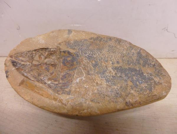 ヤフオク! -)魚の化石(アンティーク、コレクション)の中古品・新品・未 