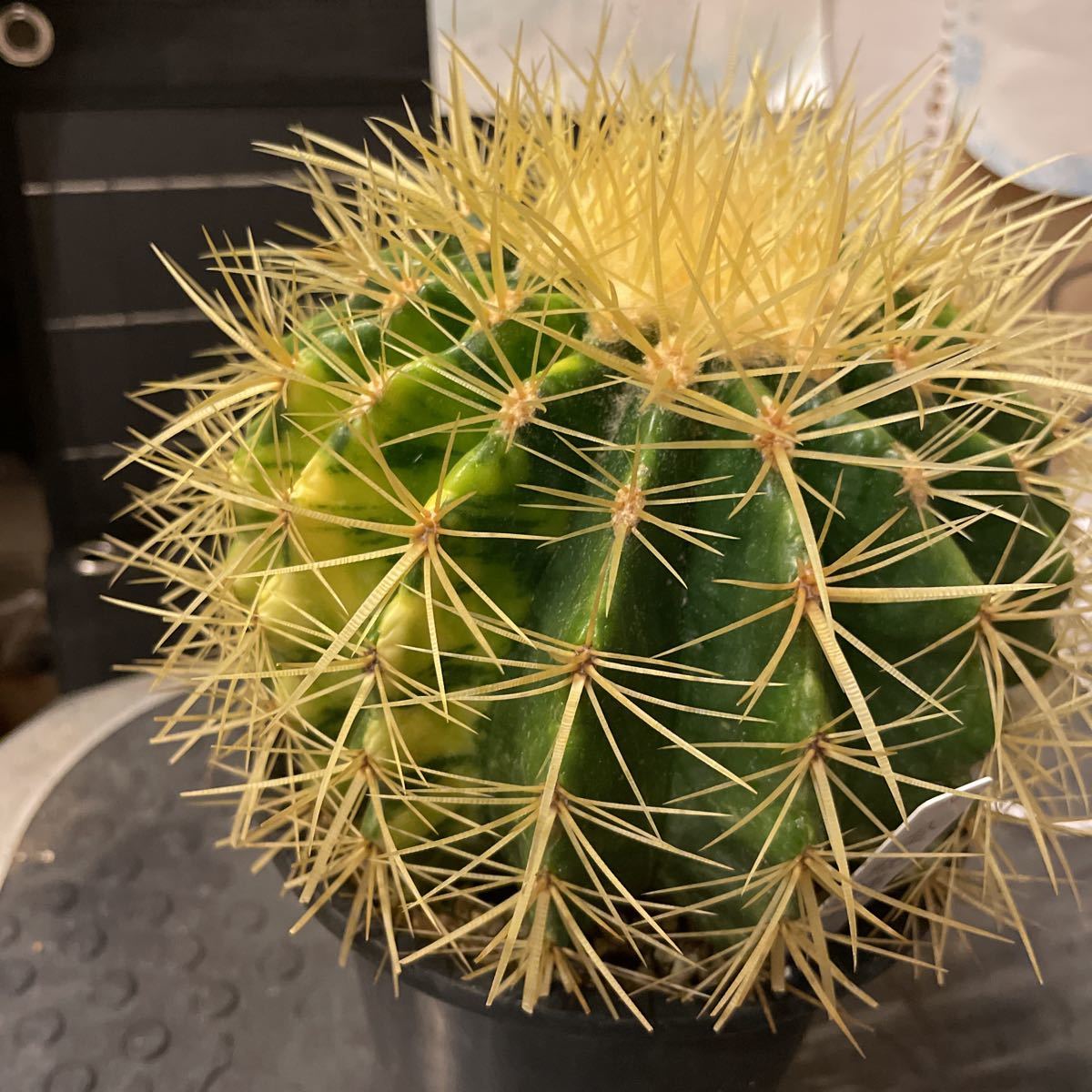 豊富なギフト エキノカクタス 金鯱 6頭 サボテン 多肉植物 2439 サボテン Www Agastudio Ma