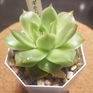 多肉植物 ギモン 抜き苗発送!