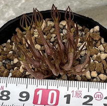 セロペギア（塊根ガガイモ）Ceropegia conrathii （地中に大きな塊根を作ります。塊根は露出させずに埋めて育てて下さい）_画像3