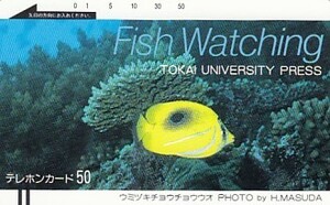 ●ウミヅキチョウチョウウオ　熱帯魚テレカ