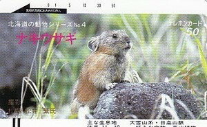 ●ナキウサギ 110-3110テレカ