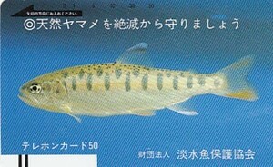 ●天然ヤマメ　淡水魚保護協会テレカ