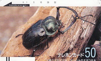 全信頼を寄せる ヤンバルテナガコガネの値段と価格推移は?|2件の売買データ 昆虫