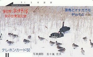 ●110-18399 黒鳥とオナガガモテレカ