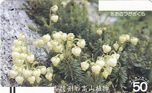 ●フリー110-6648 あおのつがざくら 信州の高山植物テレカ