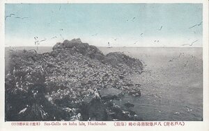 §戦前絵葉書E77 八戸港鮫蕪島の鴎 海猫 青森縣