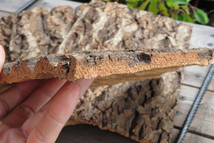 5枚　樹皮　コルク板　20×30ｃｍ（厚約10ｍｍ以下）洋蘭　原種　チランジア　エアープランツ　熱帯植物　ラン　コルク　樹皮　_画像3