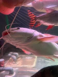 ヤフオク 引き取り限定 熱帯魚の中古品 新品 未使用品一覧 ヤフオク 引き取り限定 熱帯魚の中古品 新品 未使用品一覧