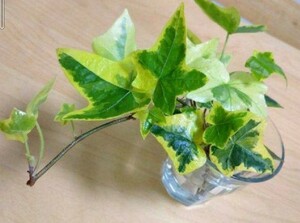 アイビー(ゴールドチャイルド)切り穂 5本