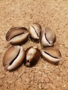 新品 たから貝 シェルパーツ 6個まとめ売り 手芸材料 資材 チャーム 早川ユミ ちくちく ハンドメイド