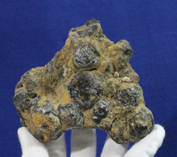 非常に希少　ゴニオリンチア化石 ★送料無料　産地イギリス（England）未研磨化石　オパール化　重さ約406g A071