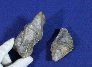 希少　石燕　母岩付き　２個　キルトスピリファ－ ★送料無料　未研磨化石　方解石化　化石　重さ約310g A081