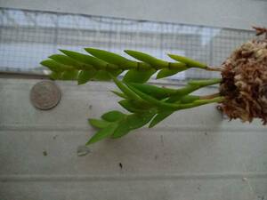 Dendrobium anceps　BS株　開花確認　デンドロビウム　石斛　セッコク　Aporum　原種　第4種　第四種　洋蘭　洋ラン