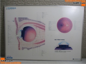 GP9 科研製薬株式会社 正常眼構造図 パネル 約52.5cm×73.5cm