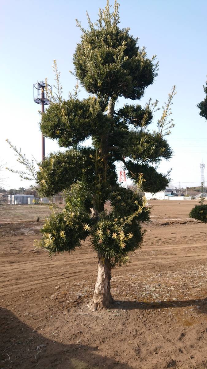 多様な 常緑樹 マキ No 4 槙 仕立物 和風 庭園 3 5 4m位 埼玉県日高市より出品 引き取り限定 近隣は当方で配達可能 別途料金 植木 庭木 Midasfoods In