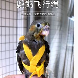 インコの放鳥ハーネス ホオミドリウロコインコ 4号