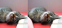 可愛い猫のマグカップ：フォトマグ（世界の猫シリーズ）_画像6