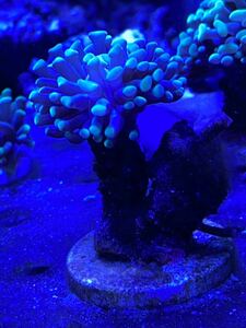 サンゴ　ハナサンゴ　珊瑚　海水魚