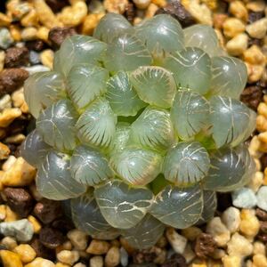 ハオルチア 多肉植物 姫オブツーサ錦 極上斑 糊斑 超美株