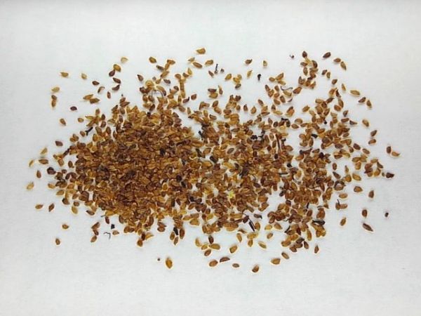 ヤフオク アジサイ 種 種 ガーデニング の落札相場 落札価格