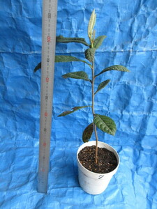 ビワ苗 果実植物 実生6年もの 5号鉢 接ぎ木にも最適強健丈夫 着払い 引取可埼玉県越谷市 苗寒さにめげず丈夫に成長続けています