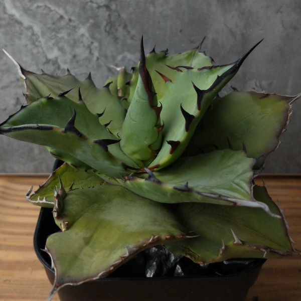 公式サイト アガベ 1株のみ ハイブリッド Tbg チタノタ ブルーグロー 植物 観葉植物 Www Smithsfalls Ca