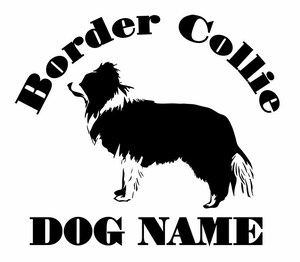  border collie. sticker.!!W=180mm!!