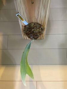 ビカクシダ ビーチー ベイチー レモイネイ lemoinei コウモリラン