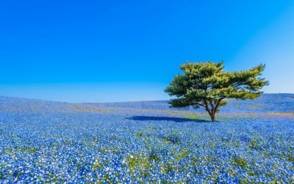 Hitachi-Küstenpark, Spring View Hill, Nemophila, Tapetenposter im Malereistil, Breite Version, 603 x 376 mm, Abziehbarer Aufklebertyp, 001W2, Gedruckte Materialien, Poster, Wissenschaft, Natur