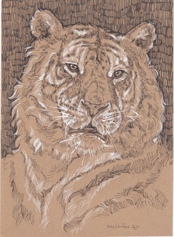 ☆Illustration originale Anna Smarschuk Tigre I, ouvrages d'art, peinture, Dessin au crayon, Dessin au charbon de bois