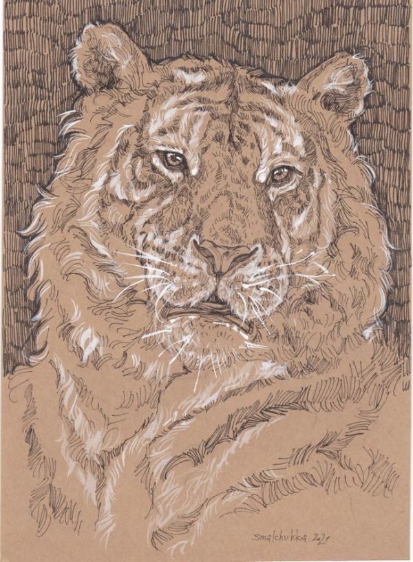 ☆Originalillustration Anna Smarschuk Tiger I, Kunstwerk, Malerei, Bleistiftzeichnung, Kohlezeichnung