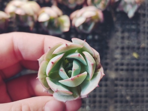 ヤフオク クラウディア 花 園芸 の落札相場 落札価格 ヤフオク クラウディア 花 園芸 の落札相場 落札価格