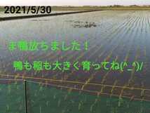 無農薬米新潟県産コシヒカリ10k_画像3