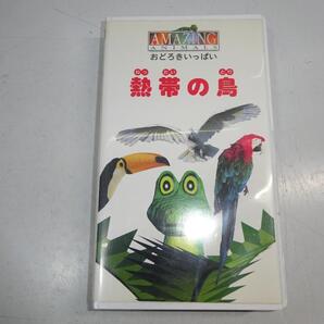 ※VHS 熱帯の鳥 アメーシンク゛アニマル