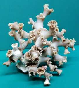 珊瑚　サンゴ　置物　詳細不明