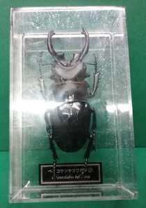 ベリコサツヤクワガタ デアゴスティーニ 世界の昆虫 クワガタ　くわがた　フィギュア　ケース開封品(ケースにスレ・小傷 複数あり)