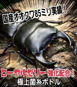 極上菌糸瓶1500ml【3本】ギネス狙えます！トレハロース、ローヤルゼリー、キトサンなど特殊アミノ酸配合！ヒマラヤひらたけの一番菌で作成