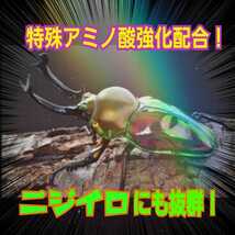 極上菌糸瓶1500ml【6本】ギネス狙えます！トレハロース、ローヤルゼリー、キトサンなど特殊アミノ酸配合！ヒマラヤひらたけの一番菌で作成_画像10