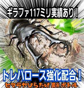 極上菌糸瓶1500ml【4本】ギネス狙えます！トレハロース、ローヤルゼリー、キトサンなど特殊アミノ酸配合！ヒマラヤひらたけの一番菌で作成