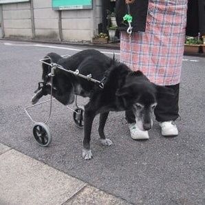 ヤマペットの中形犬用車椅子：柴犬他・レンタル・車いす・車イス・リハビリ・中古車